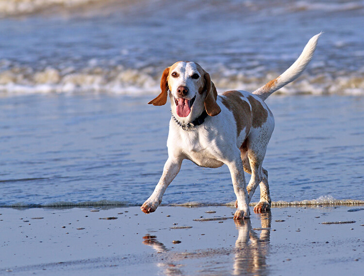 happy dog running on the beach