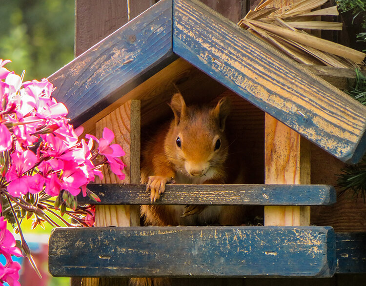 squirrel house