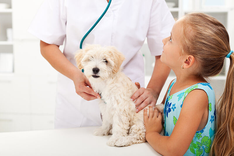 Child and dog at veterinarian's office