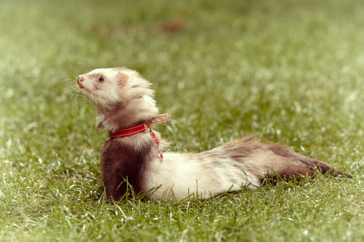 Angora ferret on a leash in the grass