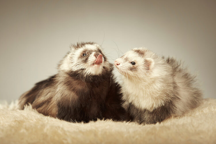 pair of angora ferrets