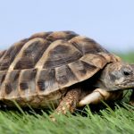 turtle in grass with blue sky overhead