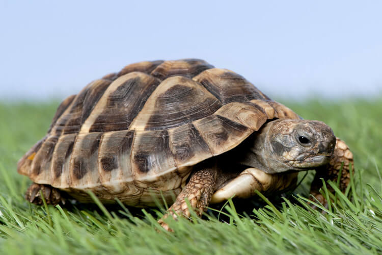 turtle in grass with blue sky overhead