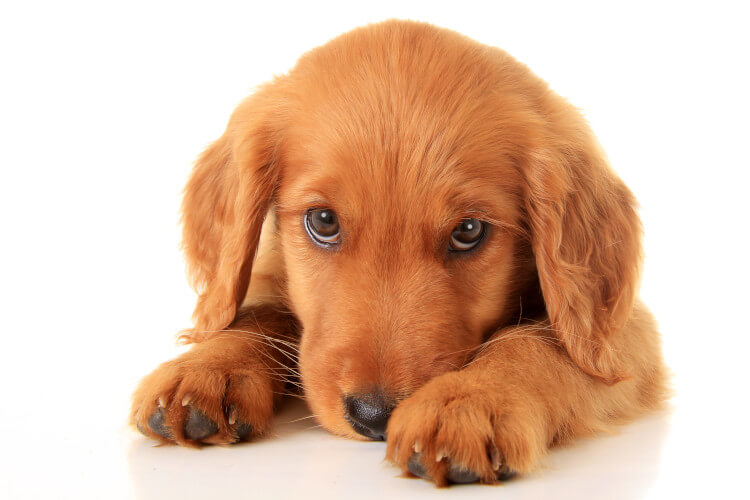 golden irish puppy