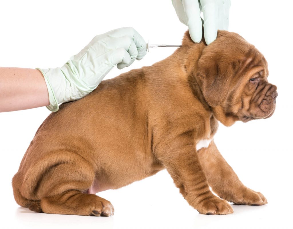 puppy receiving shot at the vets office