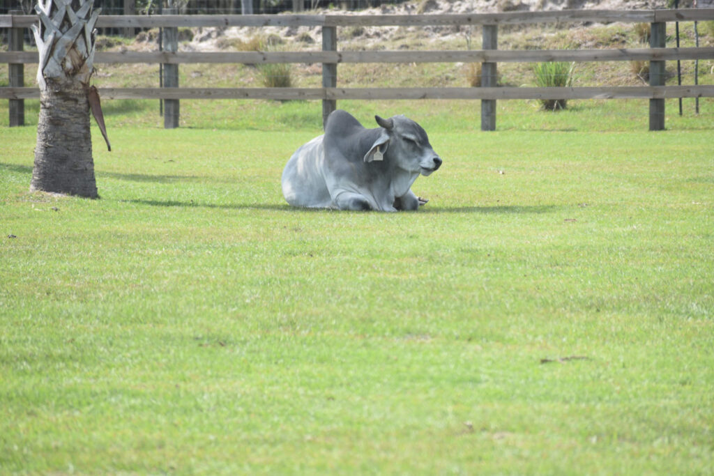 Brahman cow laying in grass