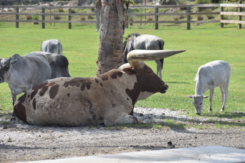 zebu and watusi cattle in the shade
