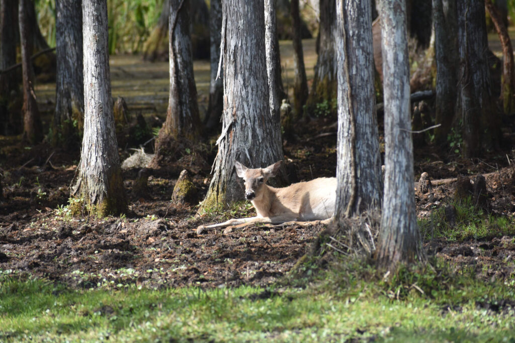 deer laying in the woods