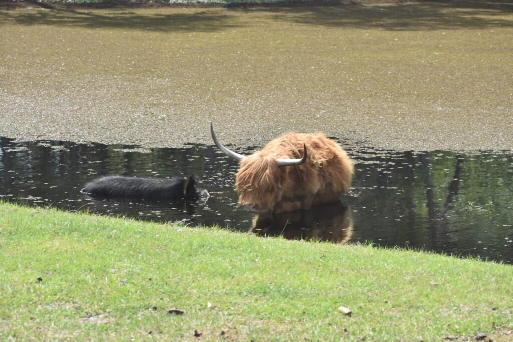 Highland cattle in a pond