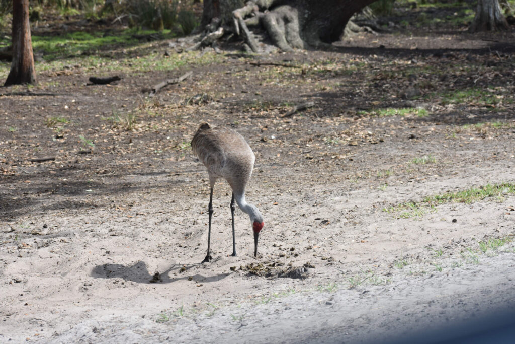 unknown bird