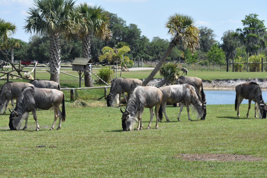grazing wildebeest in a florida park